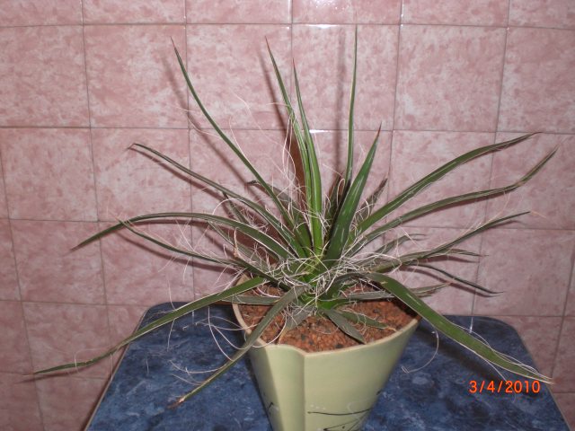CIMG2970.JPG