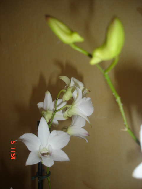 DSC06753.JPG