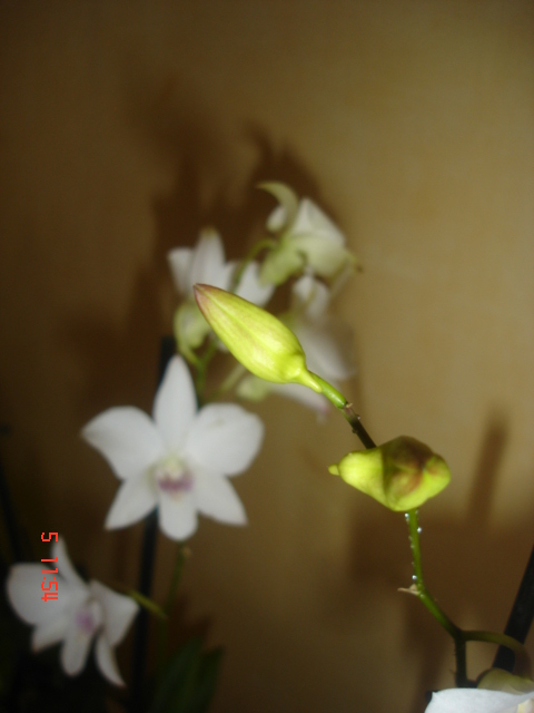 DSC06752.JPG