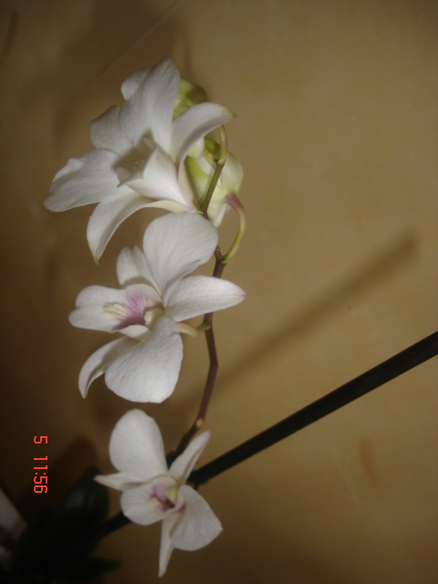 DSC06757.JPG