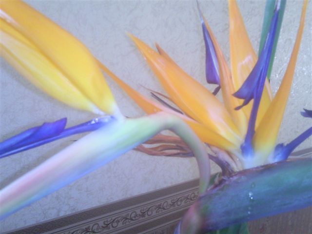 Photo0126.jpg
