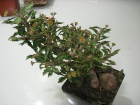 капсанмариензис.jpg