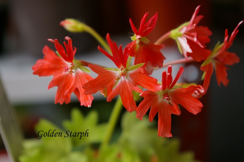 Golden Starph
