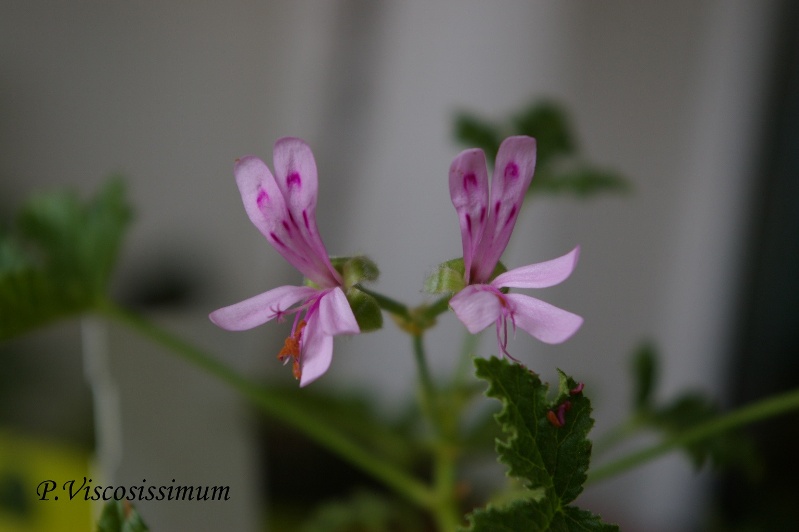 P. Viskosissimum