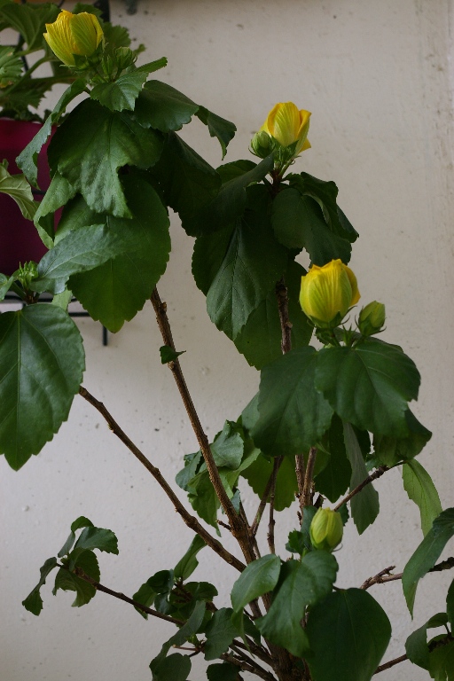 IMGP0008.JPG