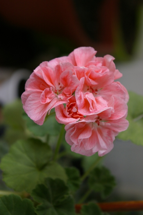 Marbacka Rose