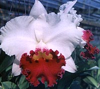 i0011rp.jpg