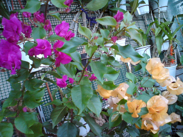 DSC00778.JPG