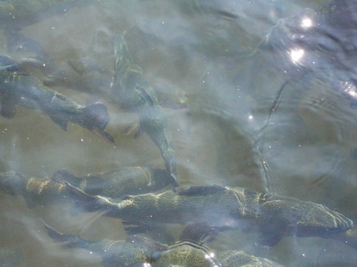 forel 01.jpg