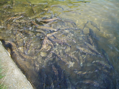 forel 04.jpg