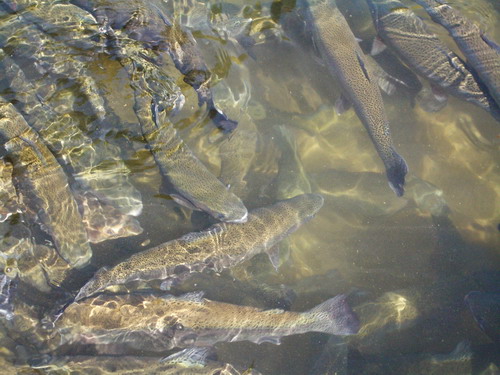 forel 05.jpg