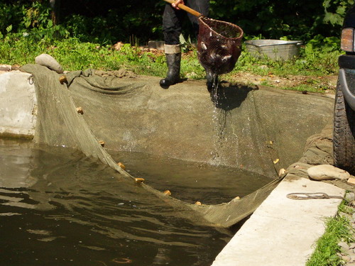 forel 07.jpg