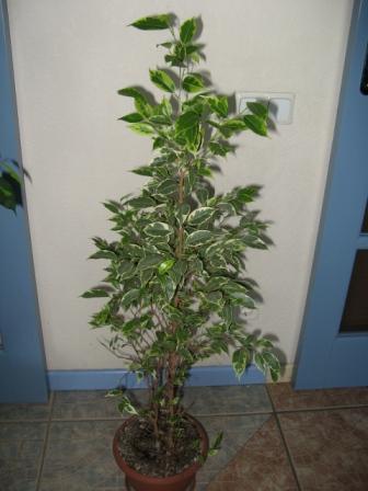 Копия IMG_0992.JPG