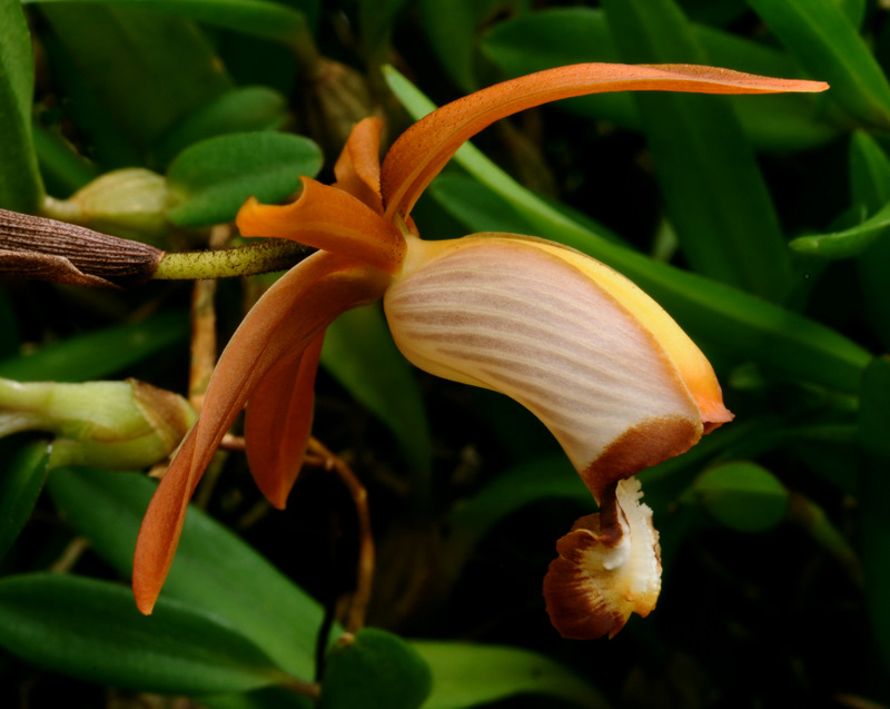 coelodoardii.jpg