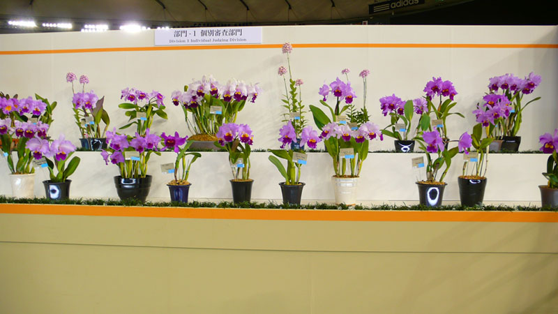P1080437.jpg