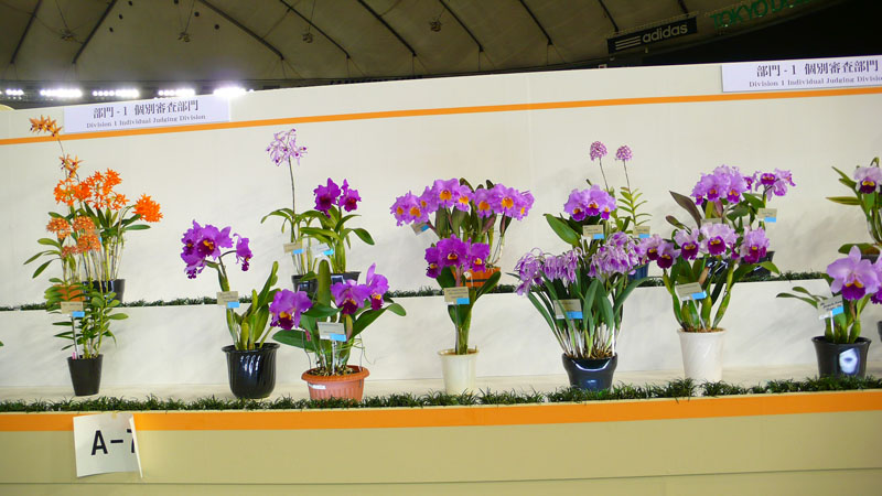 P1080438.jpg
