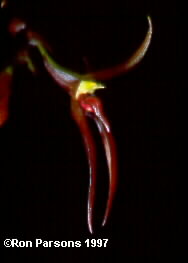 nBulbophyllum_leysianum.jpg