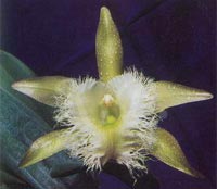 B. digbyana.jpg