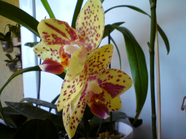 DSC00550.JPG