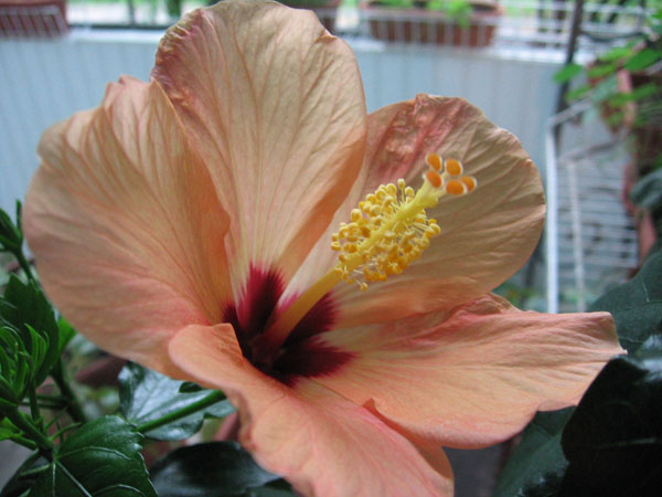 IMG_4002.JPG