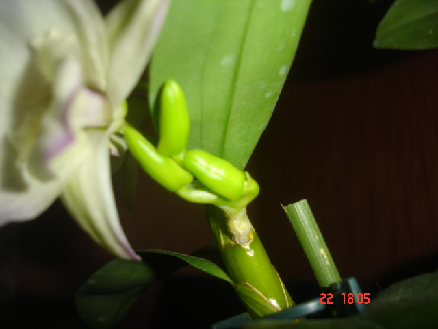 DSC07009.JPG