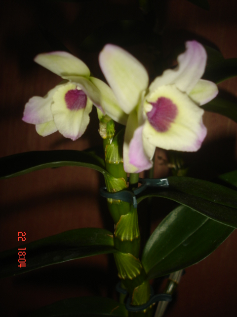 DSC07006.JPG