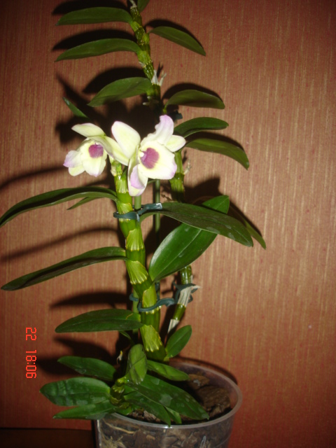 DSC07012.JPG