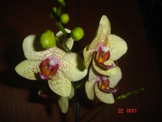 DSC06995.JPG