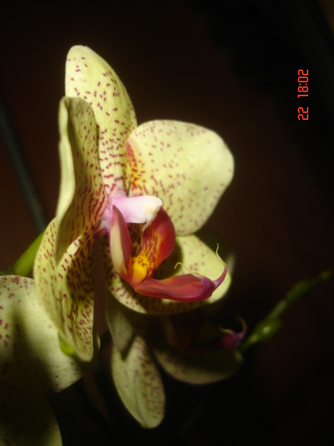 DSC07005.JPG
