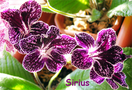 Sirius.jpg