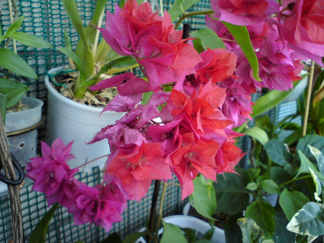 DSC01070.JPG