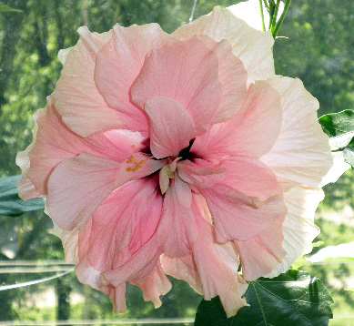 Double pink 1.jpg