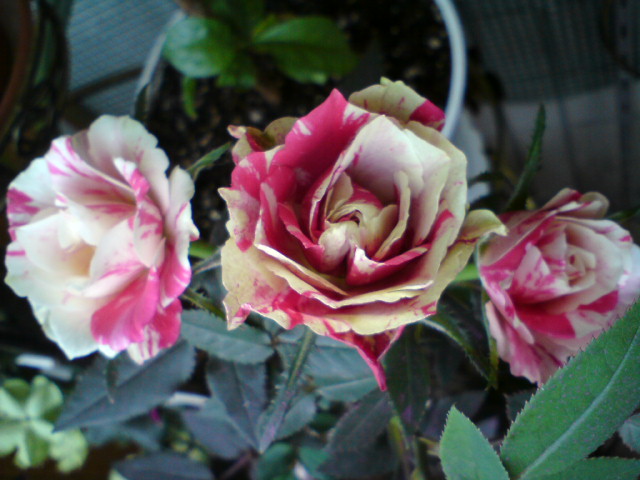 DSC01114.JPG