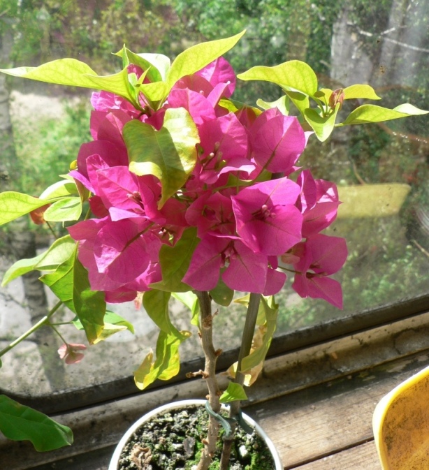 P1050885_2.JPG