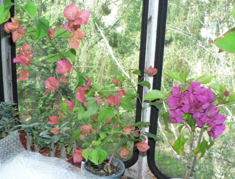 P1050886_1.JPG