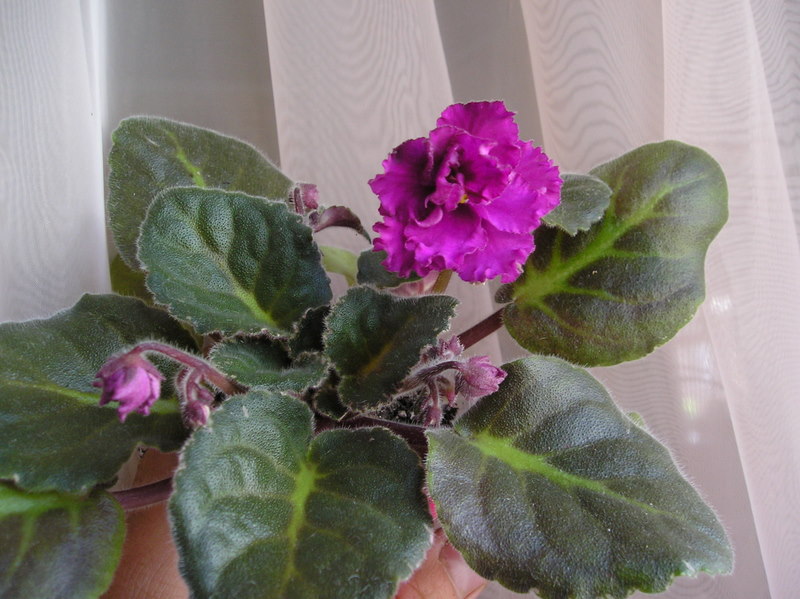 P1010039.JPG