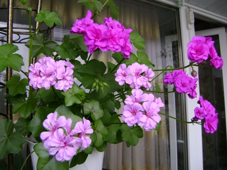 DSC00966.JPG