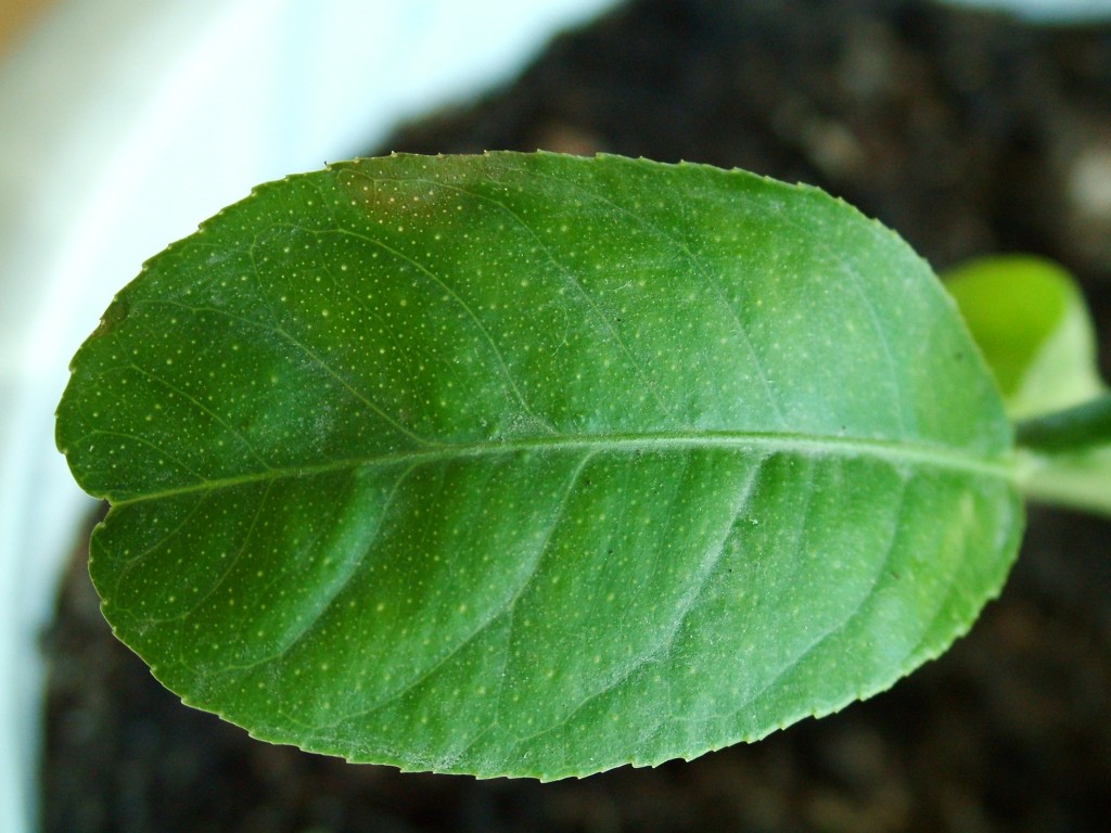 DSCF3339_a.JPG