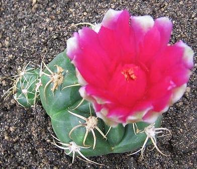 Gymno_denudatum.jpg