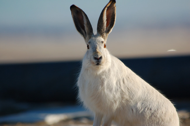 080214-jack-rabbit-02.jpg