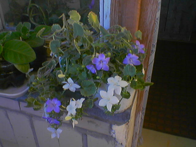 060907_184122.jpg