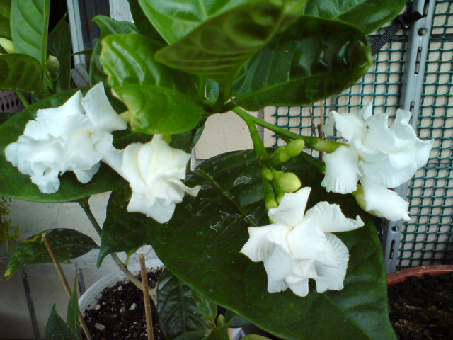 DSC01172.JPG