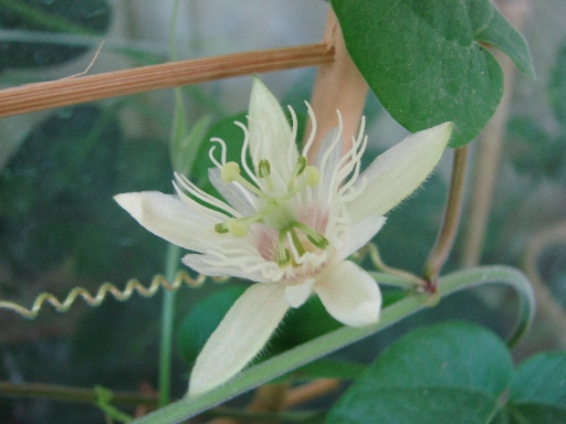 DSC06685а.JPG