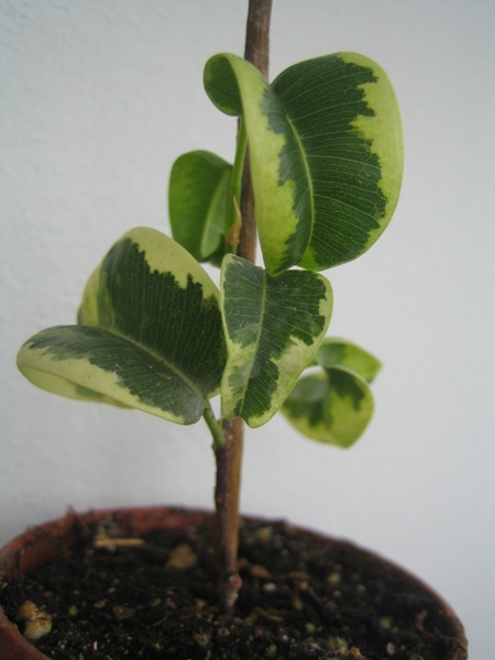 Ficus benjamina "Vortex" или "Barok variegata" (Барок пестрый)