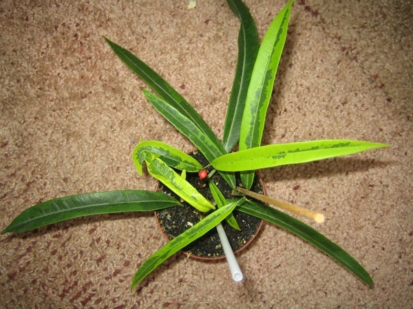 Ficus binnendijkii "Амстель Голд"