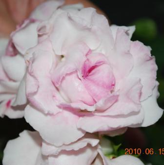 Pink Marble.jpg