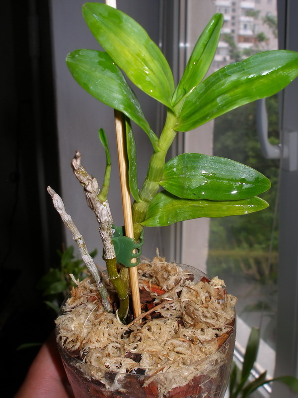 Dendrobium_Stardast_Orange_170610.jpg