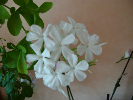 DSC01167.JPG