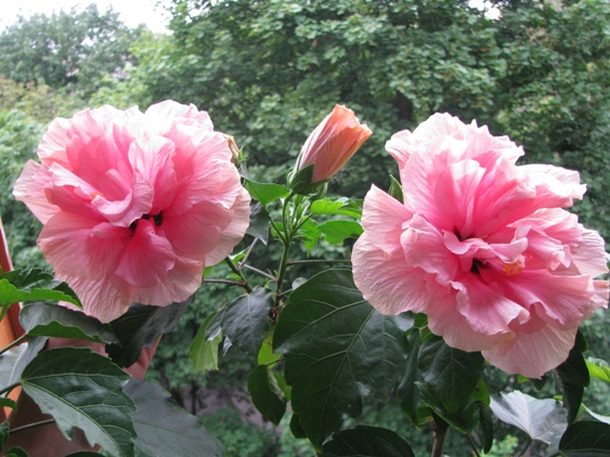 Double pink.jpg