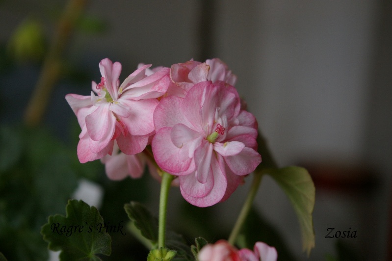 IMGP0182.JPG